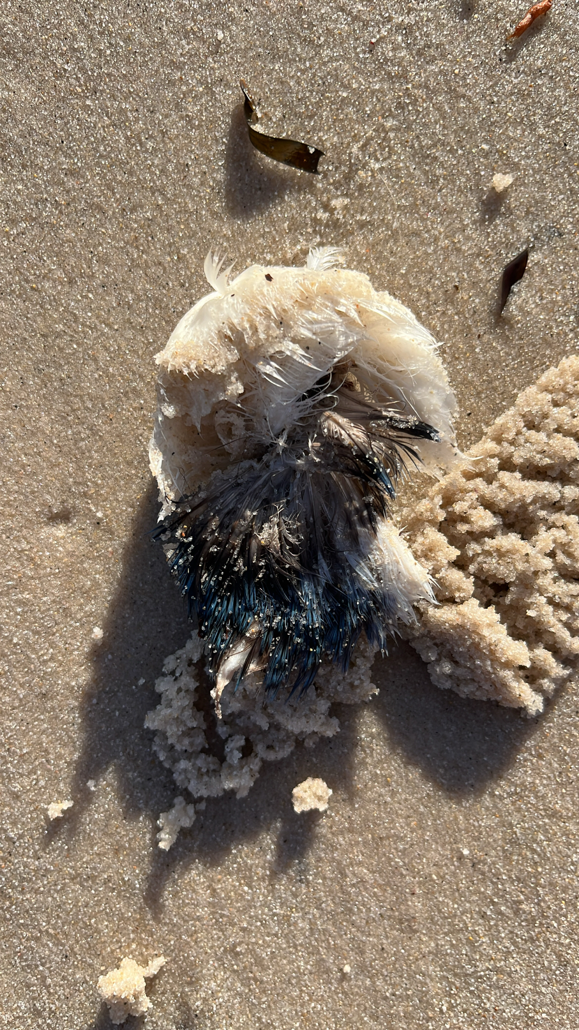 Dead fish may not tug at the heart strings, but this little penguin is a different matter, although whether it was directly killed by the algae, or died from lack of food, is unknown.